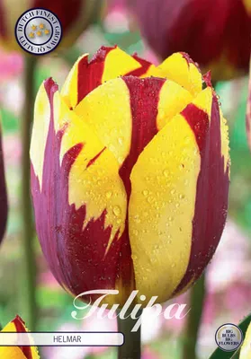 Artikelbild 2 von 'Tulpe Helmar (7 Stück)' aus der Kategorie Tulpenzwiebeln
