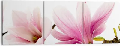 Produktbild von Bild auf Leinwand - Leinwandbild - Magnolie blume natur pflanze - 150x50cm - Wand Bild - Wanddeko - Leinwanddruck - Bilder - Kunstdruck - Wanddekoration - Leinwand bilder - Wandkunst - CA150x50-2641