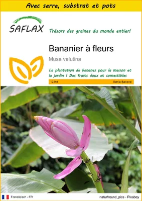 Image de SAFLAX Ensemble de culture - Bananier à fleurs - 8 graines - Musa