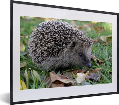 Produktbild von MuchoWow® MuchoWow® Gerahmtes Poster Igel im Gras 40x30 cm - Poster mit zchwarzem Bilderrahmen - Bilderrahmen - Poster im Rahmen
