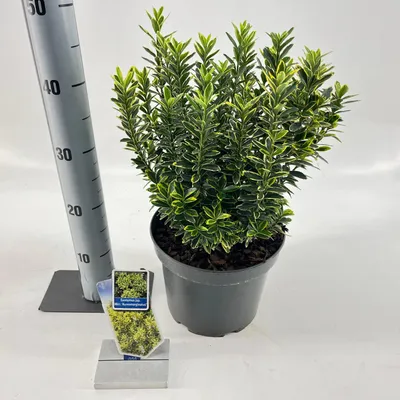Productafbeelding van Euonymus japonicus 'Micr. Aureomarginatus' - Japanse hulst | 35-40 cm in pot