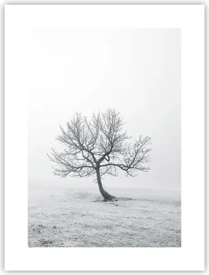 Produktbild von Poster - Poster ohne Rahmen - Baum Feld Natur - 30x40 cm - Wand Bild - Wanddeko - Wandbilder - Kunstposter - Wandposter - Bilder - Kunstdruck - Wanddekoration - Wandbild - P2XPA30x40-3683