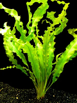 Produktbild von 1 Bund Krause Wasserähre (Aponogeton Crispus)