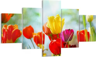Produktbild von Bild auf Leinwand - Leinwandbild - Tulpe Blume Plantage Wiese - 125x70cm - Wand Bild - Wanddeko - Leinwanddruck - Bilder - Kunstdruck - Wanddekoration - Leinwand bilder - Wandkunst - EA125x70-2566