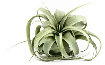 Produktbild von Gardners Tillandsia xerographica