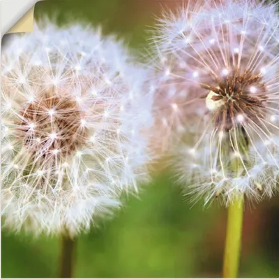 Produktbild von ARTland Wandbild, selbstklebend Pusteblume Zweisamkeit Größe: 40x40 cm