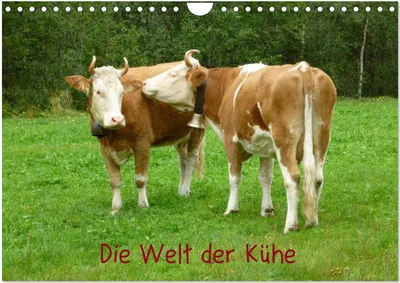 Produktbild von Die Welt der Kühe (Wandkalender 2025 DIN A4 quer), CALVENDO Monatskalender