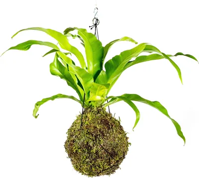 Obrázek produktu pro Gardners Kokedama Asplenium Nidus (L)