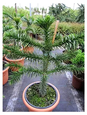 Produktbild von Araucaria araucana - Andentanne - chilenische Schmucktanne - 40-50 cm