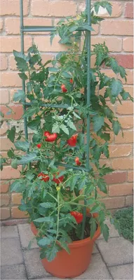 Produktbild von 5 x Tomatenkäfig Rankhilfe Tomaten Rankstab Rankgitter Rankkorb