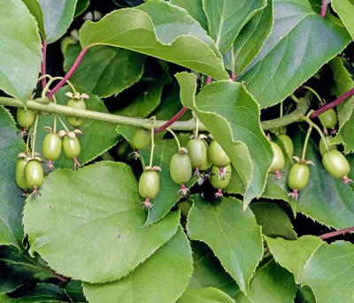 Produktbild von Dehner Kiwi Weiki®, glatte und essbare Schale, ca. 50-70 cm, Obstpflanze