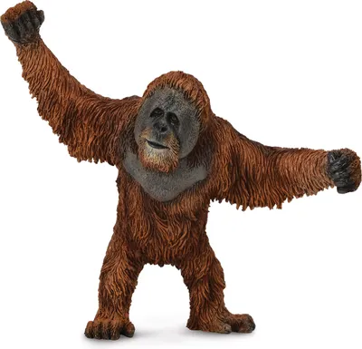 Immagine prodotto di Orangutan