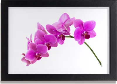Produktbild von Bild 30x20 MDF-Rahmen, Wandkunst rosa Orchidee