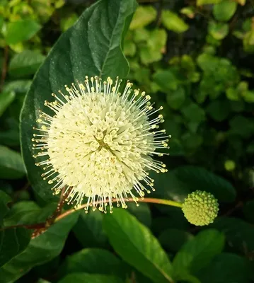 Produktbild von Knopfbusch (Cephalanthus occidentalis) - 40-60cm im 3 Liter Topf