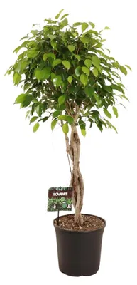 Produktbild von Ficus Benjamina Exotica - 110-120cm - Ø27cm - Zimmerpflanze - Immergrün