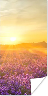 Produktbild von MuchoWow® Poster Lavendel - Sonnenuntergang - Bäume - Lila 60x120 cm - Wandschmuck