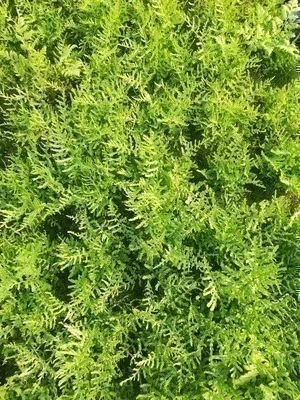 Zdjęcie produktu dla 6 x Dryopteris f.-m. 'Lin. Polydactyl' - paproć wąskolistna - doniczka 9 x 9 cm