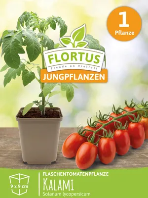 Produktbild von Flaschentomatenpflanze Kalami | Tomatenpflanzen von FLORTUS, Menge:1 Pflanze