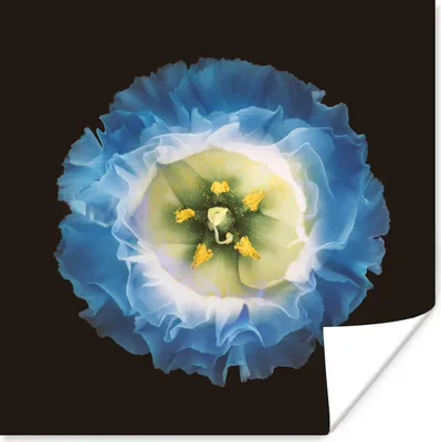 Produktbild von MuchoWow® Poster Eine Nahaufnahme einer blauen Blume auf einem schwarzen Hintergrund 100x100 cm - Babyzimmer