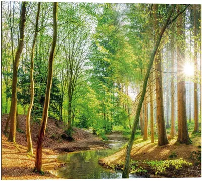 Produktbild von Wandbild - Grün - Braun - 40 x 50 cm - Spring Woods