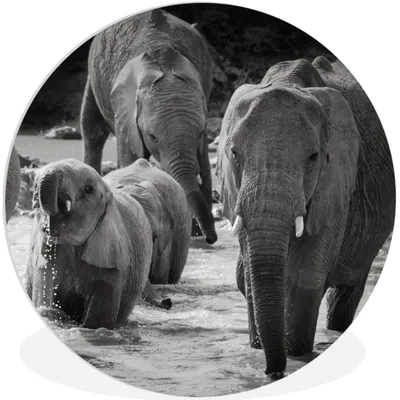 Produktbild von MuchoWow® Rundes Wandbild - Runde Bilder Elefant - Tiere - Wasser - Schwarz und weiß Ø 60 cm Kreis Wanddekoration Kunststoff - Wandkreis - Wandschmuck - Wand Kreis - Das Schlafzimmer - Die Bilder - Wandmalerei - Kunst für das Haus - das Plastik