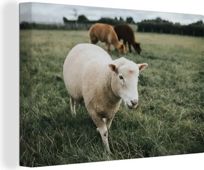 Produktbild von OneMillionCanvasses® - Leinwandbilder - 140x90 cm, Schafe - Tiere - Gras, Wandbilder Kunstdruck Wanddekoration