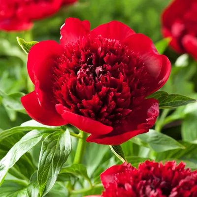 Immagine prodotto di Paeonia Peonia piantina Red Charm 1 pz Peonie piantine piantina Profumata