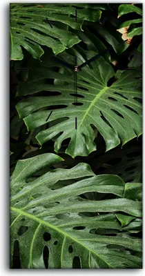 Produktbild von Wanduhr Uhr Wandbild Leinwand 30x60 Gemälde Blüten Pflanzen Monstera Blätter - schwarze Hände