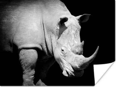 Produktbild von MuchoWow® Poster Rhinozeros - Tier - Porträt 160x120 cm - Foto Plakat