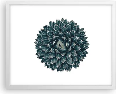 Produktbild von Gerahmtes Poster - Weißer Rahmen - Agave Königin Victoria - 50x40 cm - Wand Bild - Wanddeko - Wandbilder - Kunstposter - Wandposter - Bilderrahmen - Bilder - Kunstdruck - Wandbild - P2WAA50x40-4129