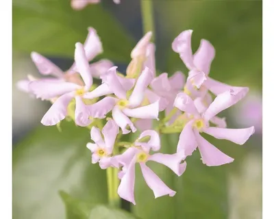 Obrázek produktu pro Jasmínovník FloraSelf Trachelospermum asiaticum 'Pink Air' výška 50-70 cm květináč 2,3 l