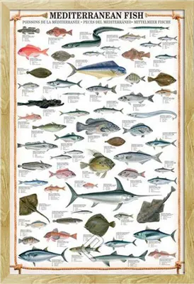 Image de Educational Mediterranean Fish - Méditerranée Poster éducatif impression MDF cadre hêtre