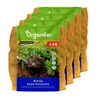 Obrázok produktu pre Bintje sadbové zemiaky A 28/35 (20 kg) - Organifer