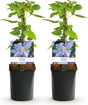 Image de Green boutiQ - Klimplant - Clematis Blue Angel - Bloem Licht Blauw - Weinig onderhoud -2 planten - Pot 11cm Hoogte 40cm