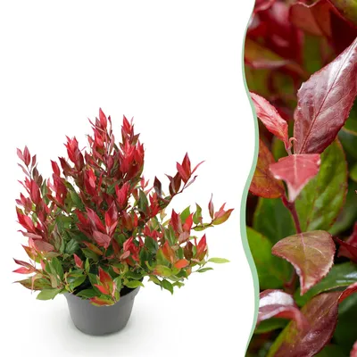 Produktbild von GreenboutiQ - Gartenpflanze - Leucothoe Little Flame - Rot - 1 Pflanze - Immergrün - Wenig Pflege - Topf 17cm Höhe 35 - 45cm