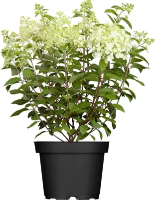 Produktbild von Hydrangea paniculata 'Limelight' -S-, Rispenhortensie, grünlich-weiß, 40–60 cm