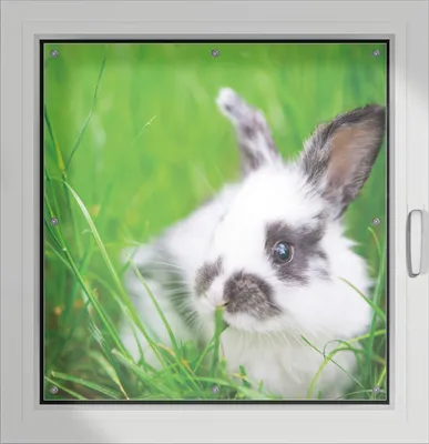 Produktbild von Wallario Lichtschutzbild, Dekorativer Sichtschutz Sonnenschutz 96 x 93 cm mit Motiv: Süßer Hase im grünen Gras - Verdunklung ohne Bohren