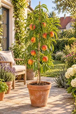 Zdjęcie produktu dla Brzoskwiń Suncrest – Prunus persica, wysokość 160–200 cm (wraz z donicą), samopylny drzewo owocowe o soczystych owocach, idealne do ogrodu i tarasu