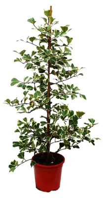Obrázek produktu pro Ficus triangularis variegata – Ficus trojúhelníkový – Fíkovník trojúhelníkový