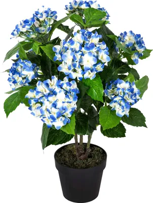 Produktbild von HOMESCAPES Kunstpflanze Blau 'Hortensie' im Topf, 70 cm
