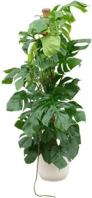 Zdjęcie produktu dla Monstera Pertusum – liść okienny – ok. 150 cm wysokości – Ø30 cm – wraz z doniczką Vibes Fold Okrągła Biała – XXL Roślina doniczkowa z dużymi liśćmi – Tropikalna roślina zielona do salonu i biura