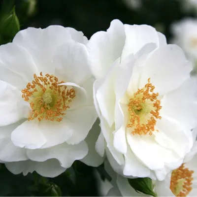 Produktbild von Rosa  - Kordes Rigo-Rose - Rosa 'Innocencia'®