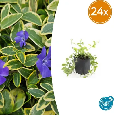 Produktbild von Vinca minor 'Aureovariegata' - Bodendecker - Violette Blüten - Pflegeleicht - Für schattige Standorte - 24 Pflanzen - Höhe 10-25 cm - Ø 9 cm