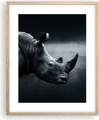 Produktbild von Gerahmtes Poster - Rahmen in heller Eiche - Nashorn Schwarzweiß Porträt - 40x50 cm - Wand Bild - Wanddeko - Wandbilder - Wandposter - Bilderrahmen - Bilder - Kunstdruck - Wandbild - P2NPA40x50-4347