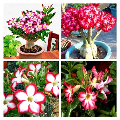 Produktbild von Bonsai Samen - Wstenrose seltene rosa Wüstenrose Samen, Bonsai Tree Plant Decor(5PCS)