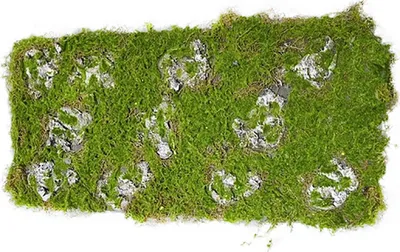 Produktbild von Moosmatte 100 x 30 cm Kunstpflanze Flora