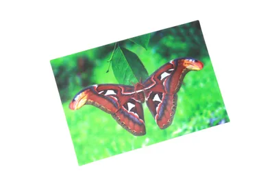 Produktbild von 3 D Ansichtskarte Schmetterling, Atlasspinner, Postkarte Wackelkarte Hologrammkarte Tiere Tier Falter