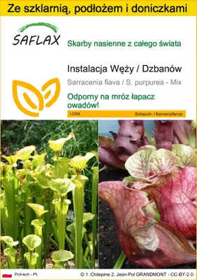Zdjęcie produktu dla SAFLAX - Zestaw do uprawy - Instalacja Węży / Dzbanów - 10 Nasiona - Z mini szklarnią, podłożem uprawowym i 2 doniczkami - Sarracenia flava / S. purpurea - Mix