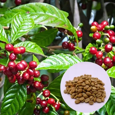 Image de Graines de Coffea Arabica - Lot de 50 - Graines exotiques - Robuste - Caféier d'Arabie