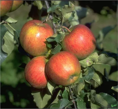Produktbild von Apfel Apfelbaum Obstbaum Malus versch. Sorten und Größen Terrassenobst Busch, Apfel:Busch Jonagold